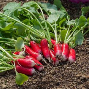 Radis Flamboyant 2 - BIO